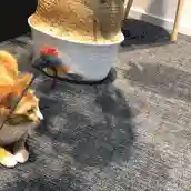 逗猫神器推荐阵容搭配(逗猫神器app)插图10