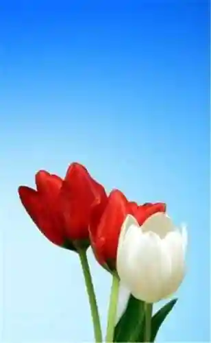 超好看的手机壁纸图片(手机壁纸图片女生专用)插图92 超好看的手机壁纸图片(手机壁纸图片女生专用)插图92