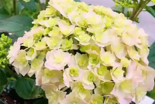 绣球花图片(绣球花多少钱一盆)插图50