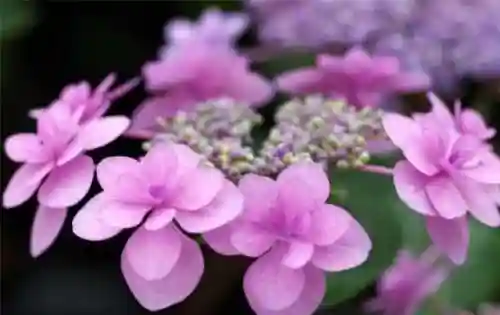 绣球花图片(绣球花多少钱一盆)插图78