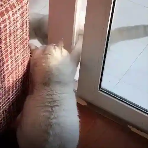 怎么确定猫认主人了(猫走丢了怎么样才能找回来)插图4 怎么确定猫认主人了(猫走丢了怎么样才能找回来)插图4