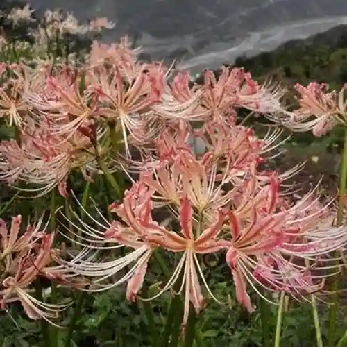 彼岸花是国家几级保护花(摘了彼岸花要坐牢吗)插图14