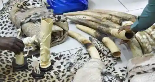 部落冲突熊宝宝阵容搭配(部落冲突八个宠物哪个厉害)插图13
