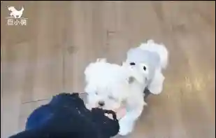 马尔济斯犬(马尔济斯犬适合哪些人饲养)插图9
