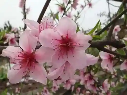 三里桃花不及卿(十里桃花后面一句是什么)插图2 三里桃花不及卿(十里桃花后面一句是什么)插图2