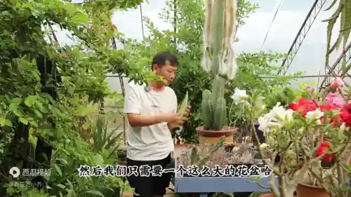 植物大战僵尸长矛阵容搭配(植物大战僵尸的坚不可摧如何布阵)插图1