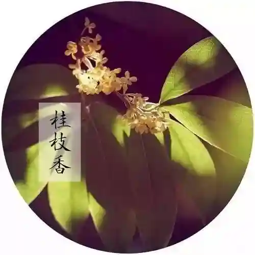 原神纳兰阵容搭配攻略(神法阵容)插图2