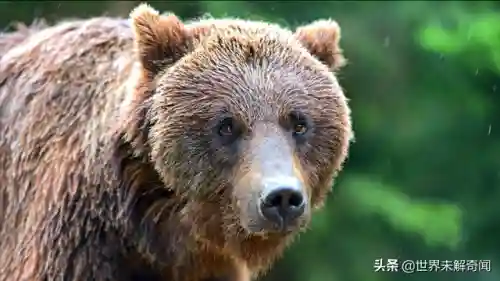 动物之战雪怪阵容搭配(动物大联盟伤害最高搭配)插图5 动物之战雪怪阵容搭配(动物大联盟伤害最高搭配)插图5