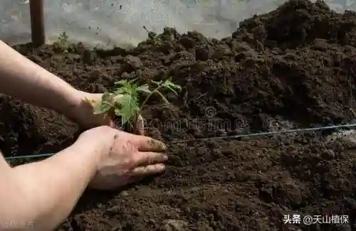 植物大战僵尸消毒阵容搭配(植物僵尸最强阵容)插图5