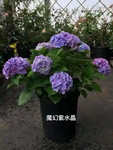 绣球花图片(绣球花多少钱一盆)插图10