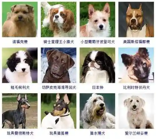 宠物狗品种大全及图片(狗狗品种识别软件)插图11