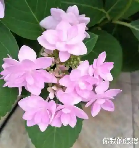 绣球花图片(绣球花多少钱一盆)插图48