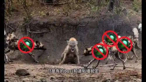 二星宝石阵容搭配图表(云顶之弈阵容搭配图表)插图2