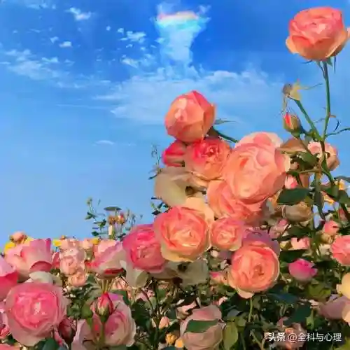 对某人失望心寒的说说(把一个人的心伤透了怎么挽回)插图7