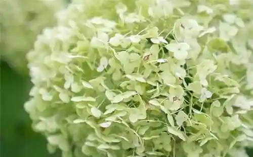 绣球花图片(绣球花多少钱一盆)插图90