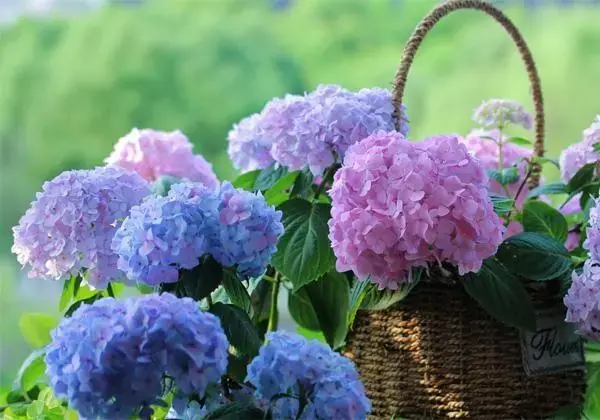 绣球花图片(绣球花多少钱一盆)插图5