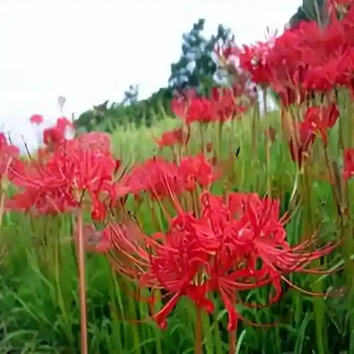 彼岸花是国家几级保护花(摘了彼岸花要坐牢吗)插图15