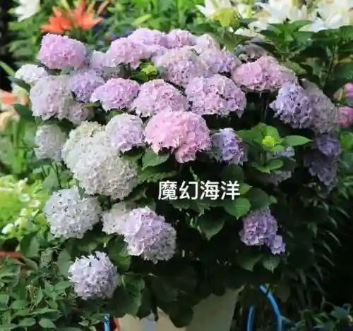 绣球花图片(绣球花多少钱一盆)插图7