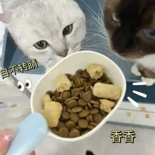怎么确定猫认主人了(猫走丢了怎么样才能找回来)插图10 怎么确定猫认主人了(猫走丢了怎么样才能找回来)插图10