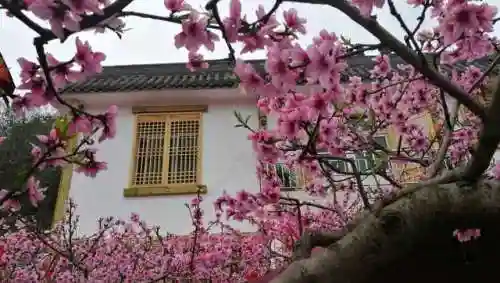 八仙女儿阵容搭配(开心西游阵容搭配攻略)插图1