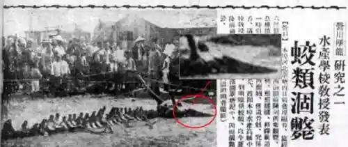 中国最后一只龙死在哪(世界上最后一只龙 真龙)插图10