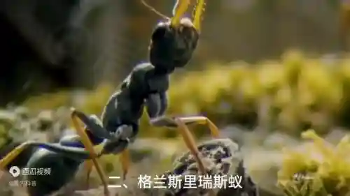 已复活成功的灭绝动物(克隆成功的动物有哪些)插图1