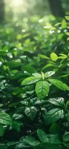 屏保图片手机壁纸2022高清动态(手机屏保壁纸)插图3