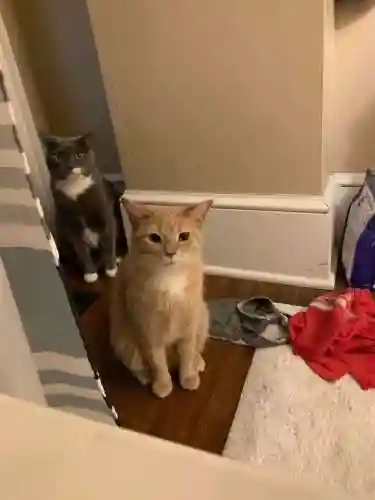 怎么确定猫认主人了(猫走丢了怎么样才能找回来)插图2 怎么确定猫认主人了(猫走丢了怎么样才能找回来)插图2