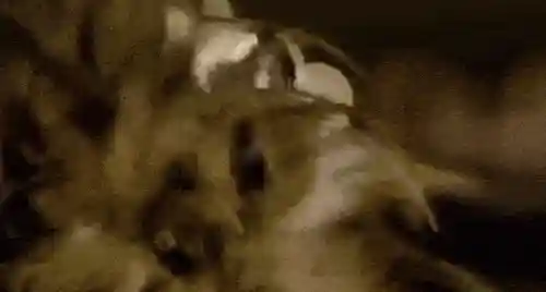 逗猫神器推荐阵容搭配(逗猫神器app)插图2