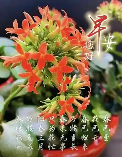 早安物语推荐阵容搭配图(心力物语最强阵容)插图14