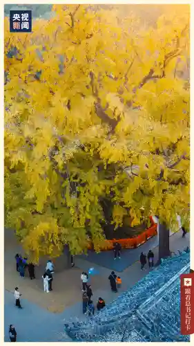 山中核一阵容搭配(桃园盾t0队伍搭配指南)插图29