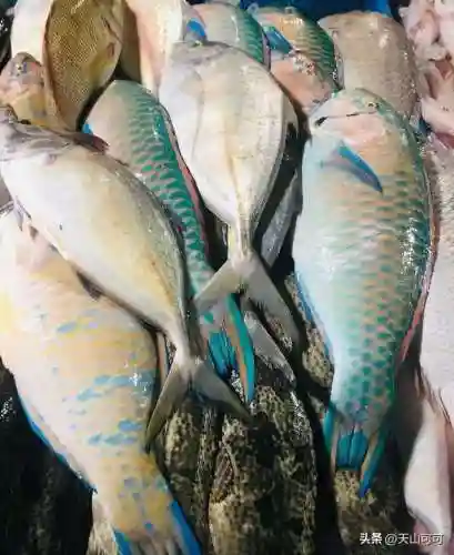100种海洋鱼类名称大全(海水鱼类大全图册)插图6