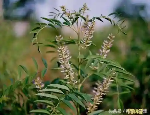 剑三甘草搭配阵容图鉴(甘草最佳搭配)插图6