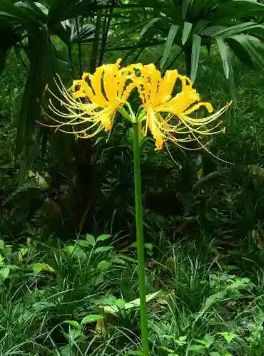 彼岸花是国家几级保护花(摘了彼岸花要坐牢吗)插图7