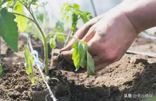 植物大战僵尸消毒阵容搭配(植物僵尸最强阵容)插图2