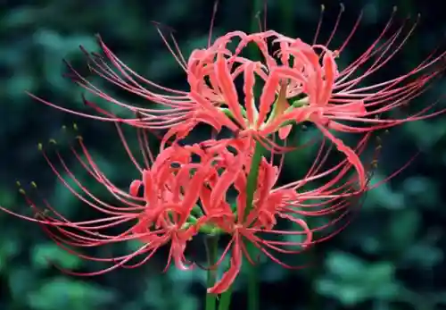 彼岸花是国家几级保护花(摘了彼岸花要坐牢吗)