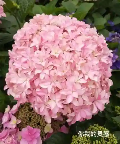 绣球花图片(绣球花多少钱一盆)插图45