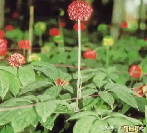 剑三甘草搭配阵容图鉴(甘草最佳搭配)插图14