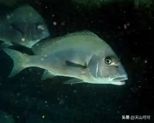 100种海洋鱼类名称大全(海水鱼类大全图册)插图5