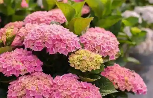 绣球花图片(绣球花多少钱一盆)插图88