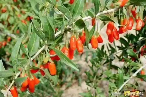 剑三甘草搭配阵容图鉴(甘草最佳搭配)插图10