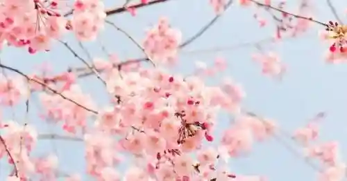 我可以深入接触你樱花的英文(用你的手指拨动我的心弦第二季)插图1