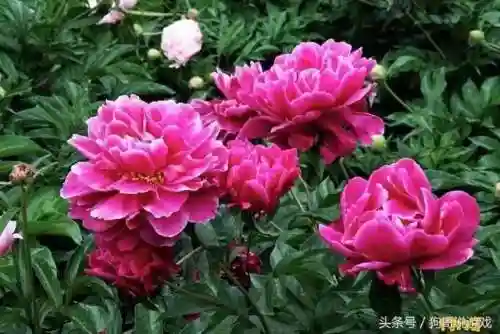 剑三甘草搭配阵容图鉴(甘草最佳搭配)插图8