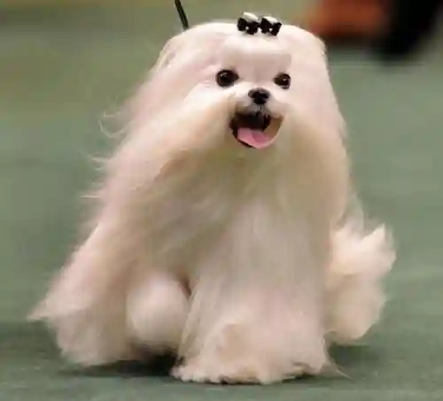 马尔济斯犬(马尔济斯犬适合哪些人饲养)