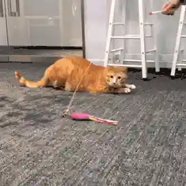 逗猫神器推荐阵容搭配(逗猫神器app)插图13