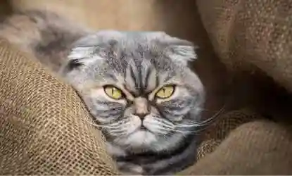 猎场全明星阵容搭配(热血猎人后期什么阵容最强)插图11