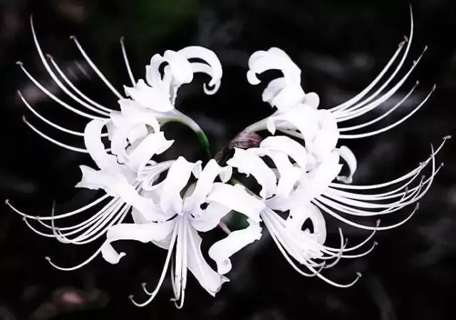 彼岸花图片真实照片(女孩子纹彼岸花代表什么)插图24