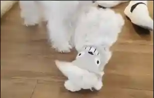 马尔济斯犬(马尔济斯犬适合哪些人饲养)插图8