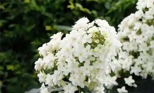 绣球花图片(绣球花多少钱一盆)插图67