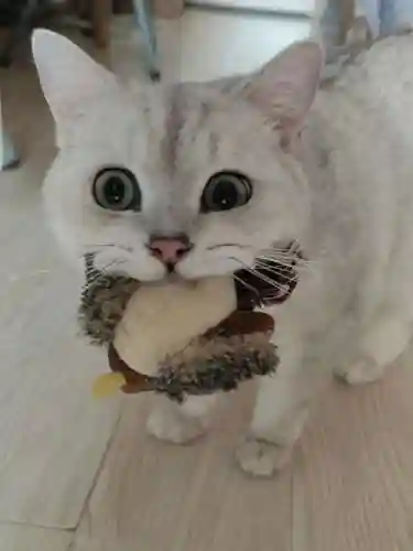 怎么确定猫认主人了(猫走丢了怎么样才能找回来)插图3 怎么确定猫认主人了(猫走丢了怎么样才能找回来)插图3